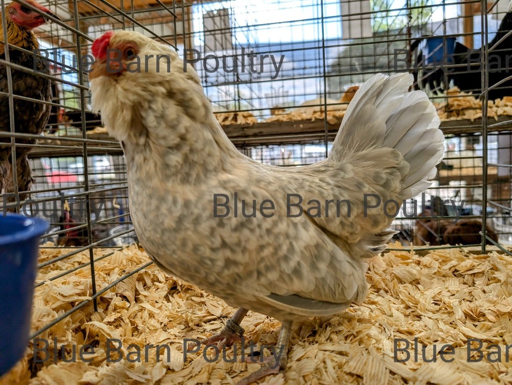 8 Asstd Bantam Hatching Eggs Mille Fleur d'Uccles, Self-Blue, Porcelain d'Anvers