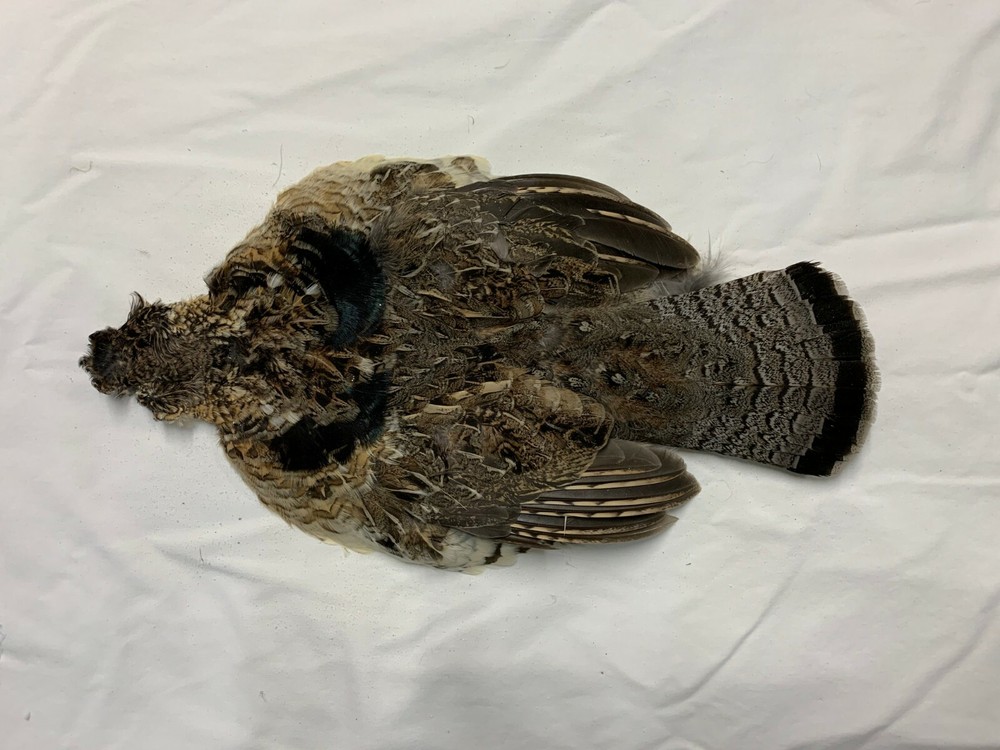 Turkey Tail Feathers Matched Set Select #1