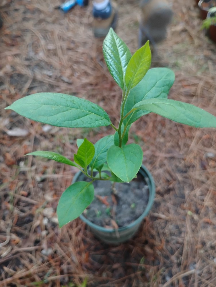 American Persimmon Tree, 1 Gallon Pot.