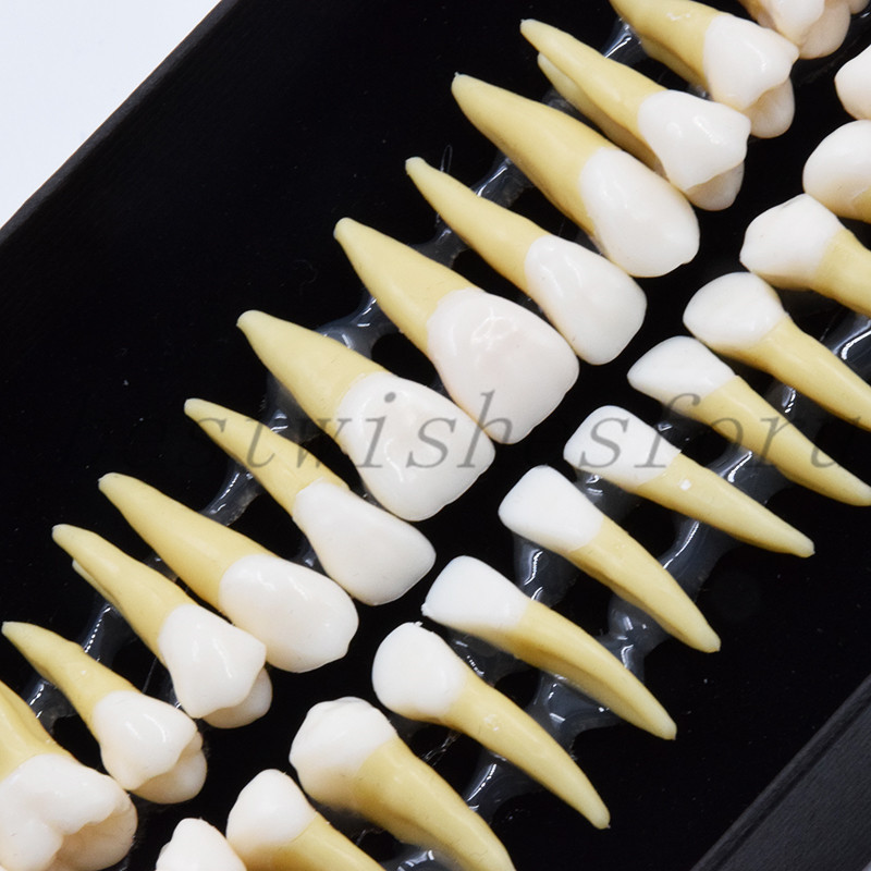 Dental Study 1:1 Permanent Demonstration Teeth Model #7008 28 Pcs/set