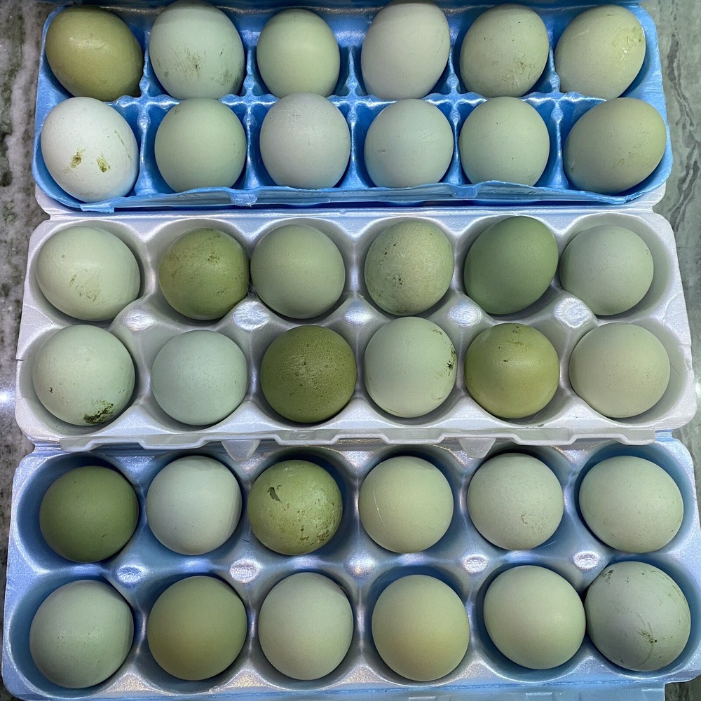 6 Blue, Green/olive Hatching Chicken eggs