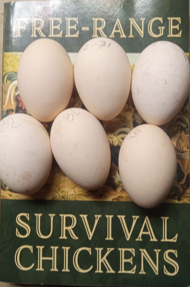 6+ rare Belgian Liege hatching eggs