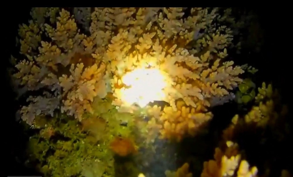 3000LM Scuba Diving Flashlight with Rechargeable Dive Light Underwater 1 Pack