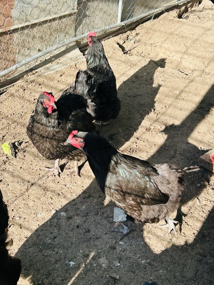 12 Black Australorp Hatching Eggs Pure
