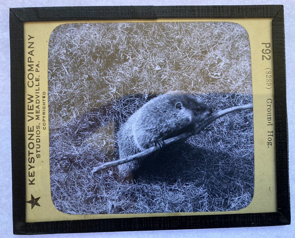 KEYSTONE MAGIC LANTERN SLIDE 92 GROUND HOG 1920s