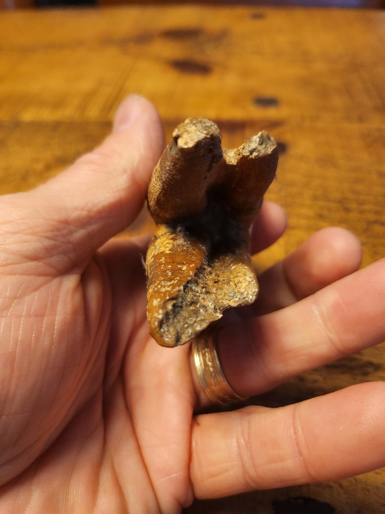 Fossilised tooth found in Happisbugh