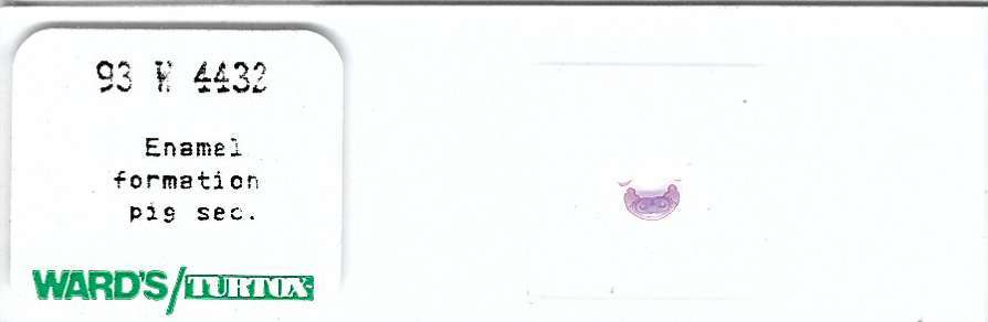 Pig Enamel Formation Microscope Slide