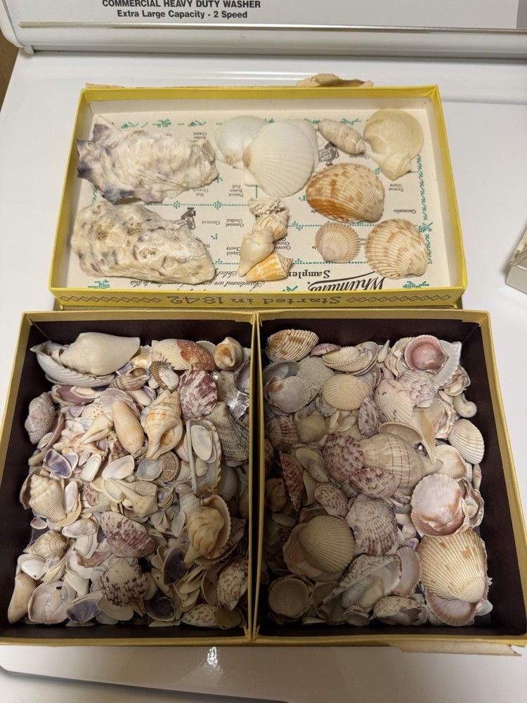 Florida Seashells