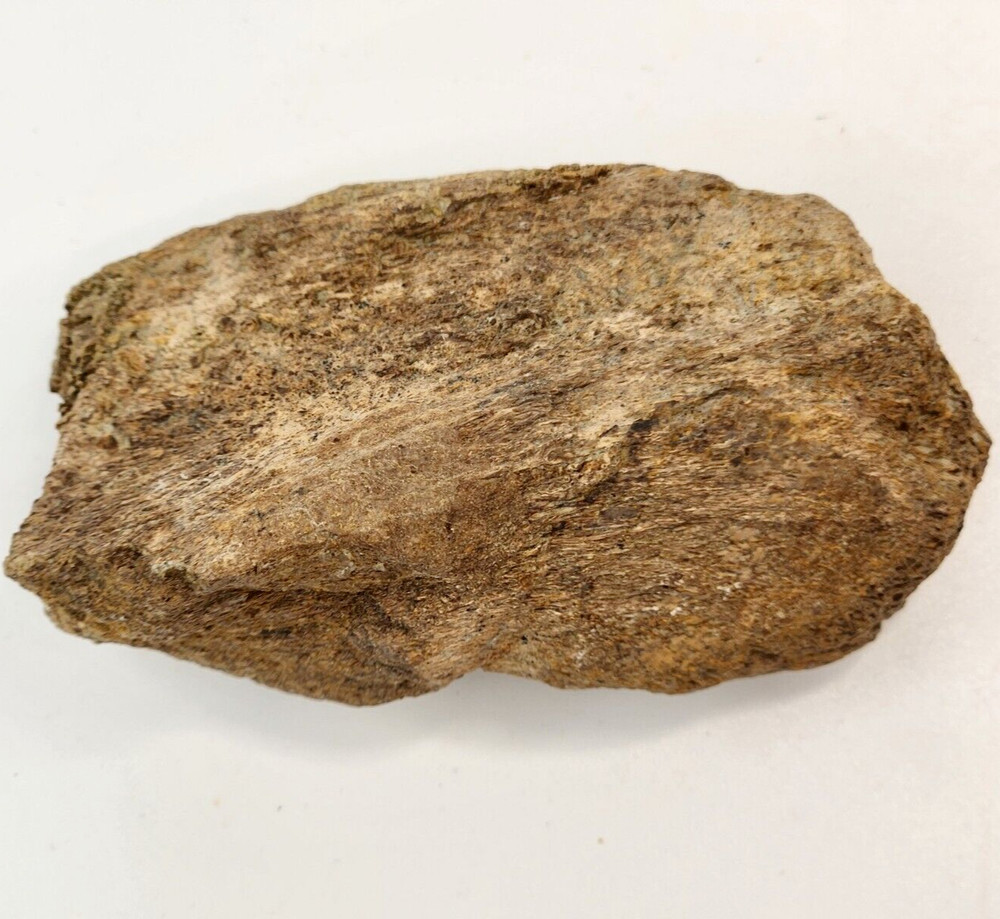 Edmontosaurus Dinosaur Bone Fossil -  Hell Creek Fm.