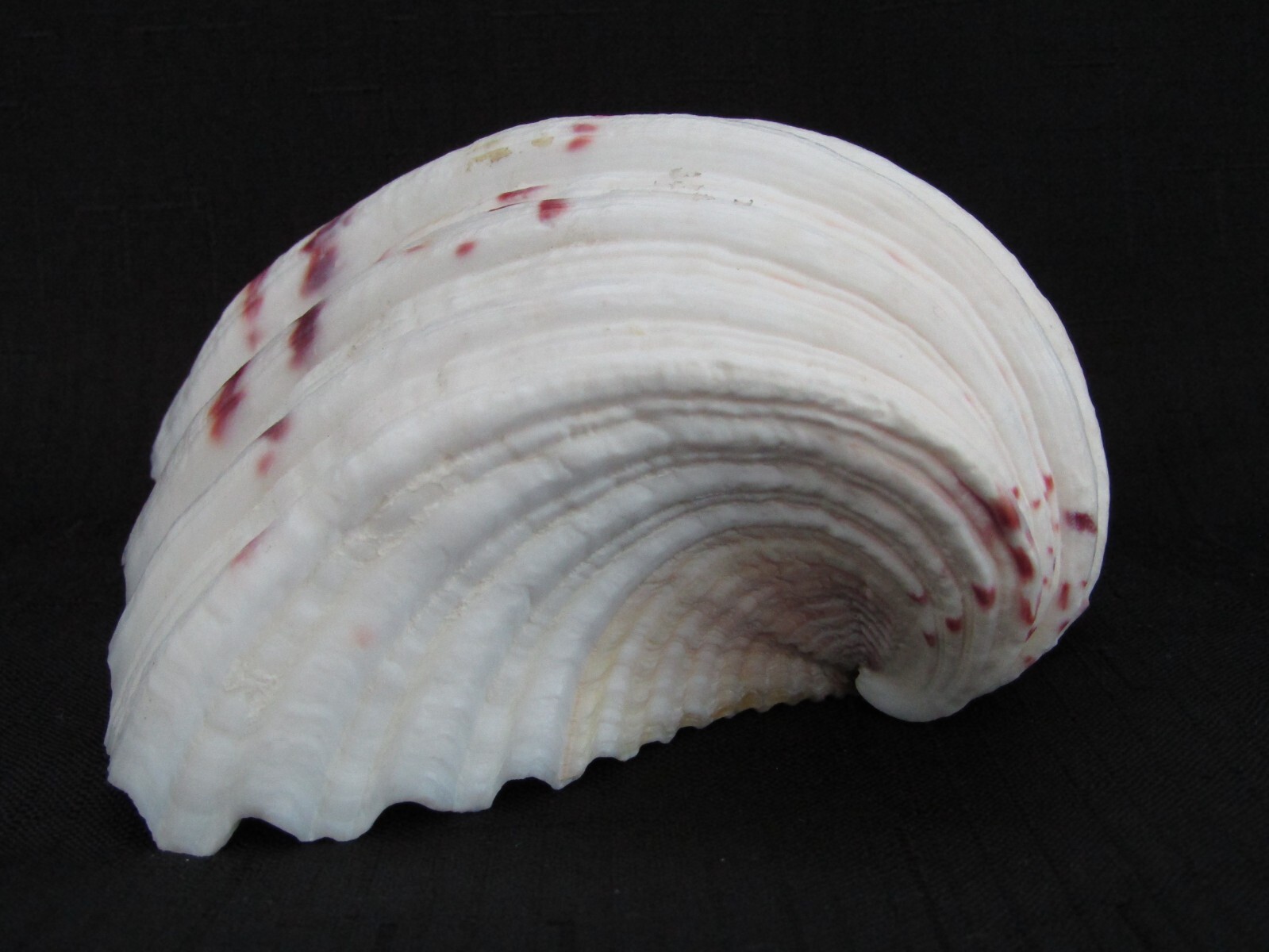 Genuine Bear Paw Hippopus Clam 6.5" x 5.5" Seashell EUC