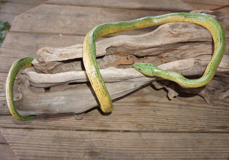 Green Mamba -52" Realistic Snake Replica - Rubber AAA