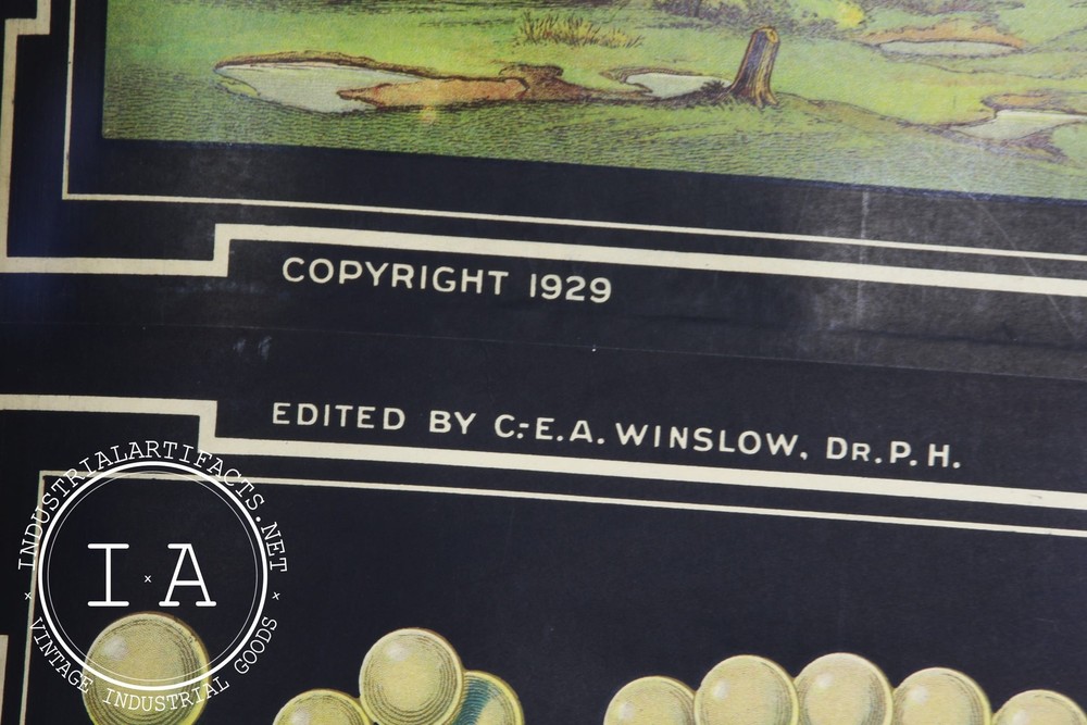 Early 1900s Biological Diagram Pulldown Screen