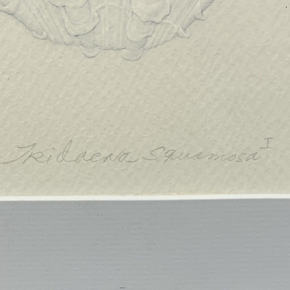 Suzanne Thomas Framed Tridaena Squamosa I Embossed Shell Signed Artist’s Proof
