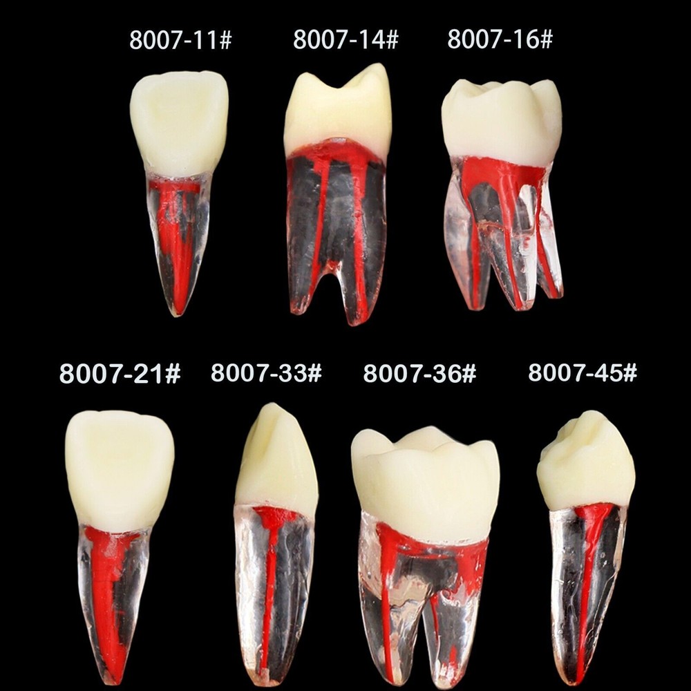 Dental Endo Root Canal Teeth Model Study Practice Block RCT Pulp Cavity