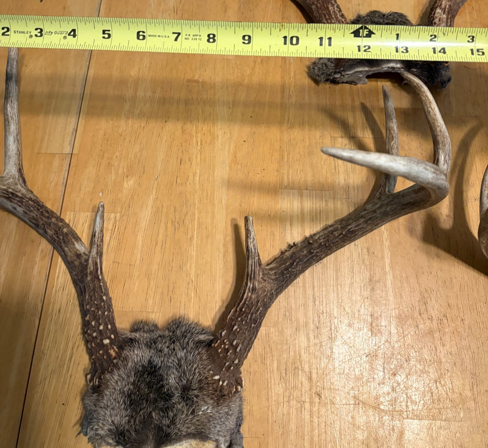 "3" WILD 8 POINT WHITE TAIL ANTLERS,SKULL CAP MOUNTS