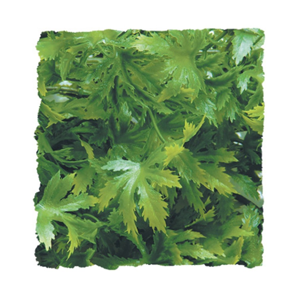RA Cannabis - Small (3 Pack)