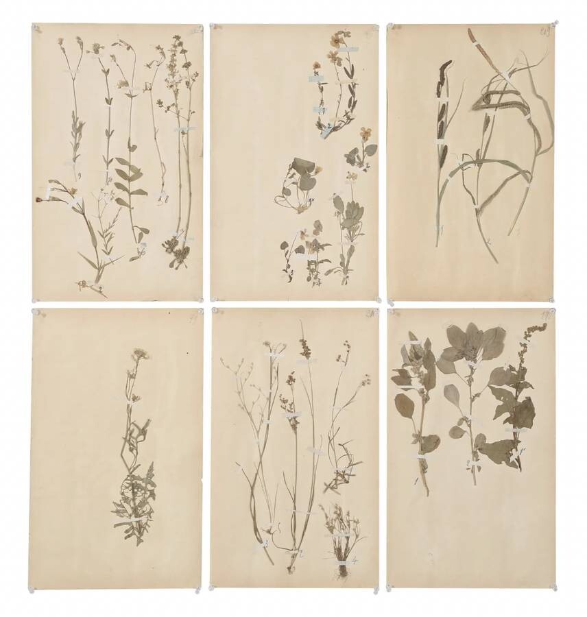 ANTIQUE PRESSED BOTANICALS C. 1893 FROM A FRENCH MONASTERY SCHOOL