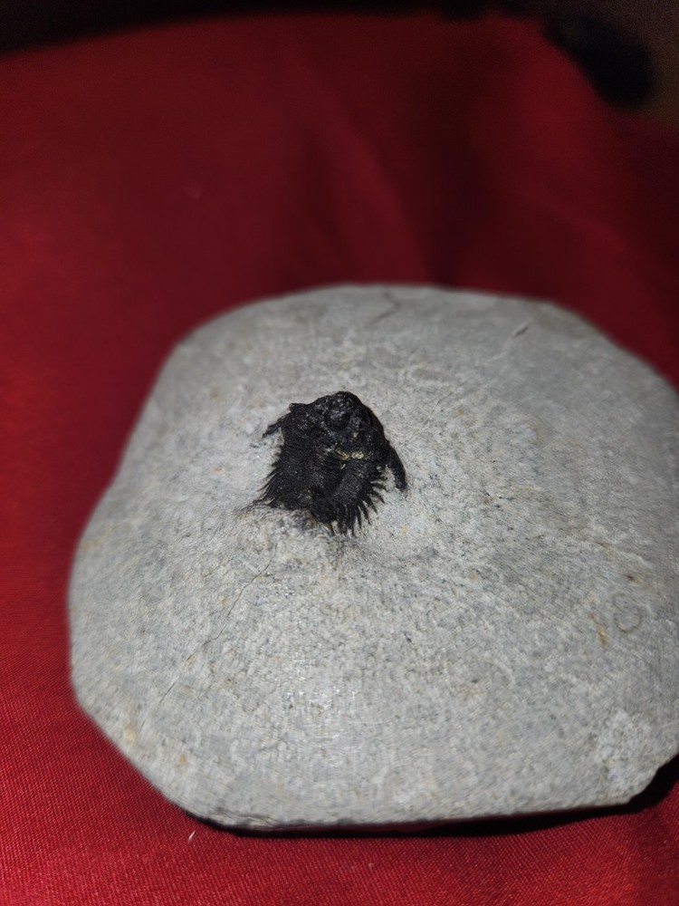 Lobopyge, Lichid, Acanthopyge Bassei, Trilobite Fossil, Lower Devonian.
