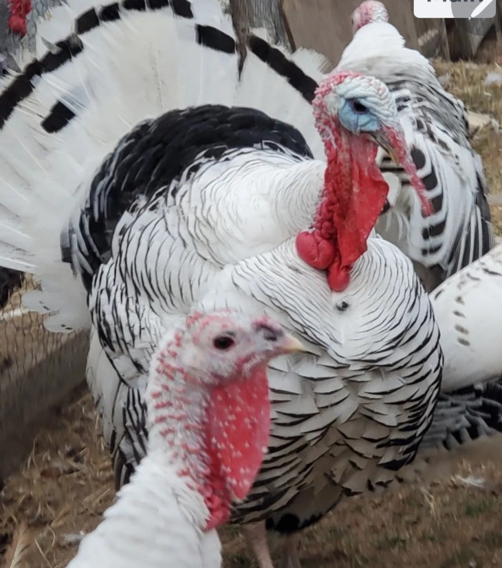 12  Royal Palm Turkey  Hatching Eggs