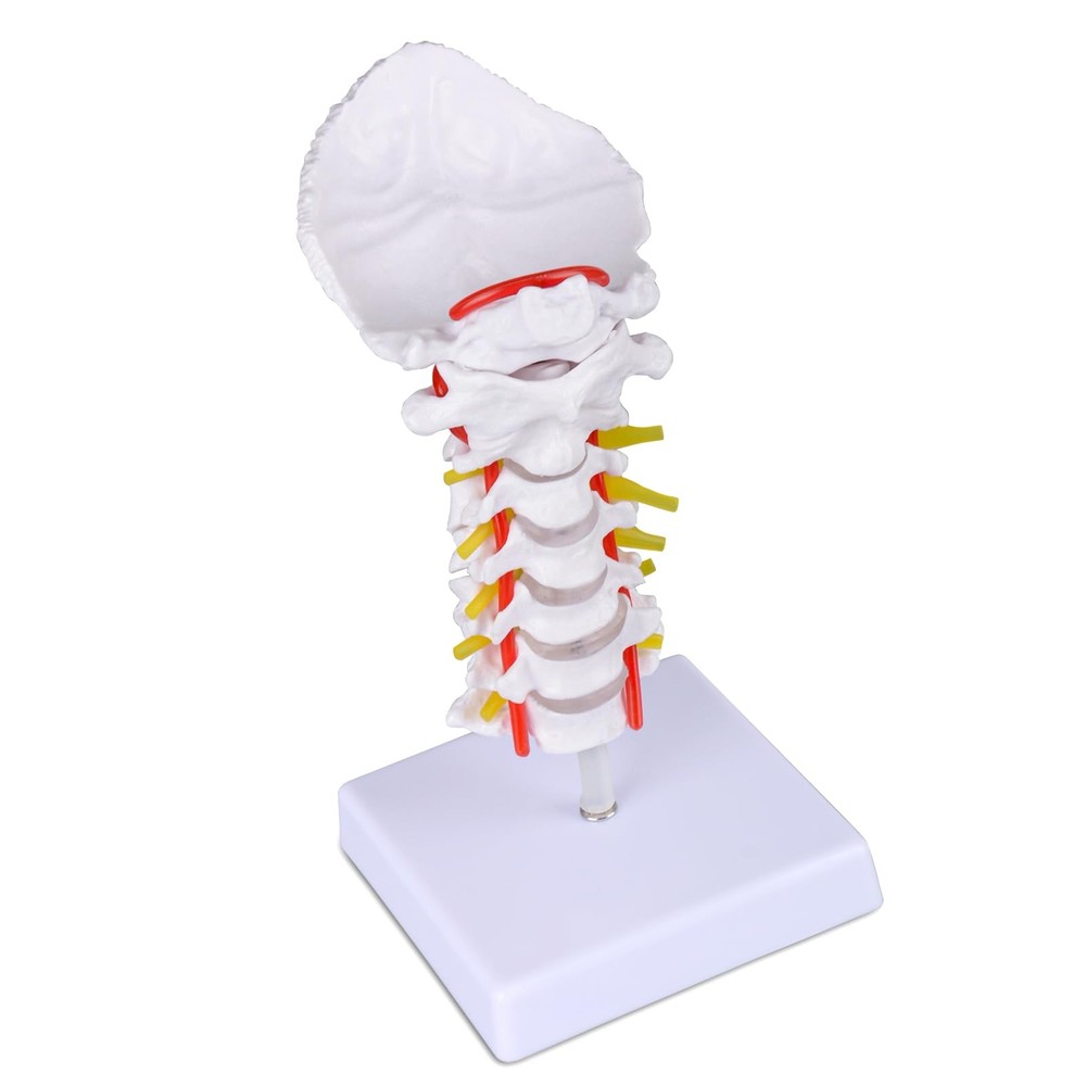 Cervical Spine Model with Cervical Vertebrae, Cervical Nerves, Vertebral