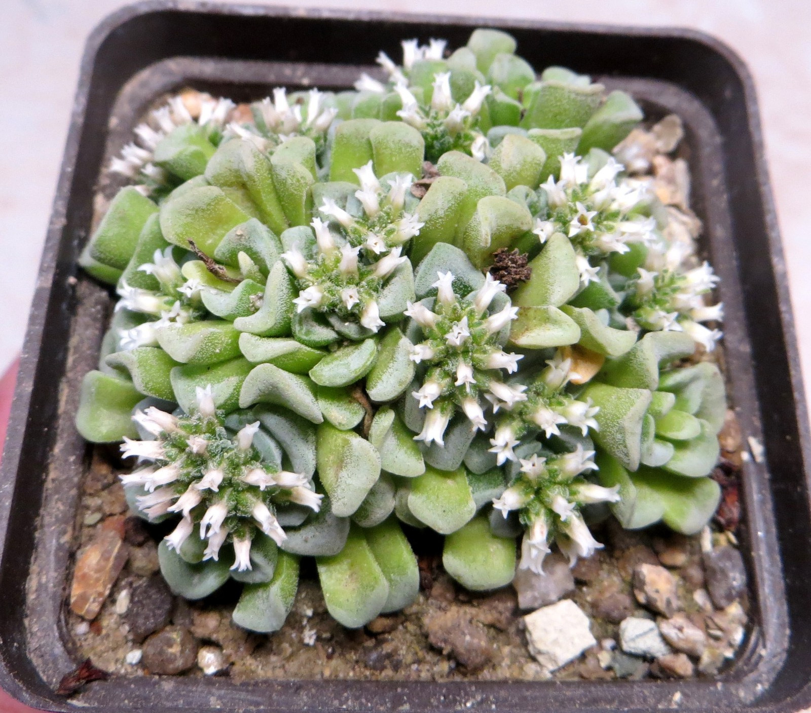 crassula celia