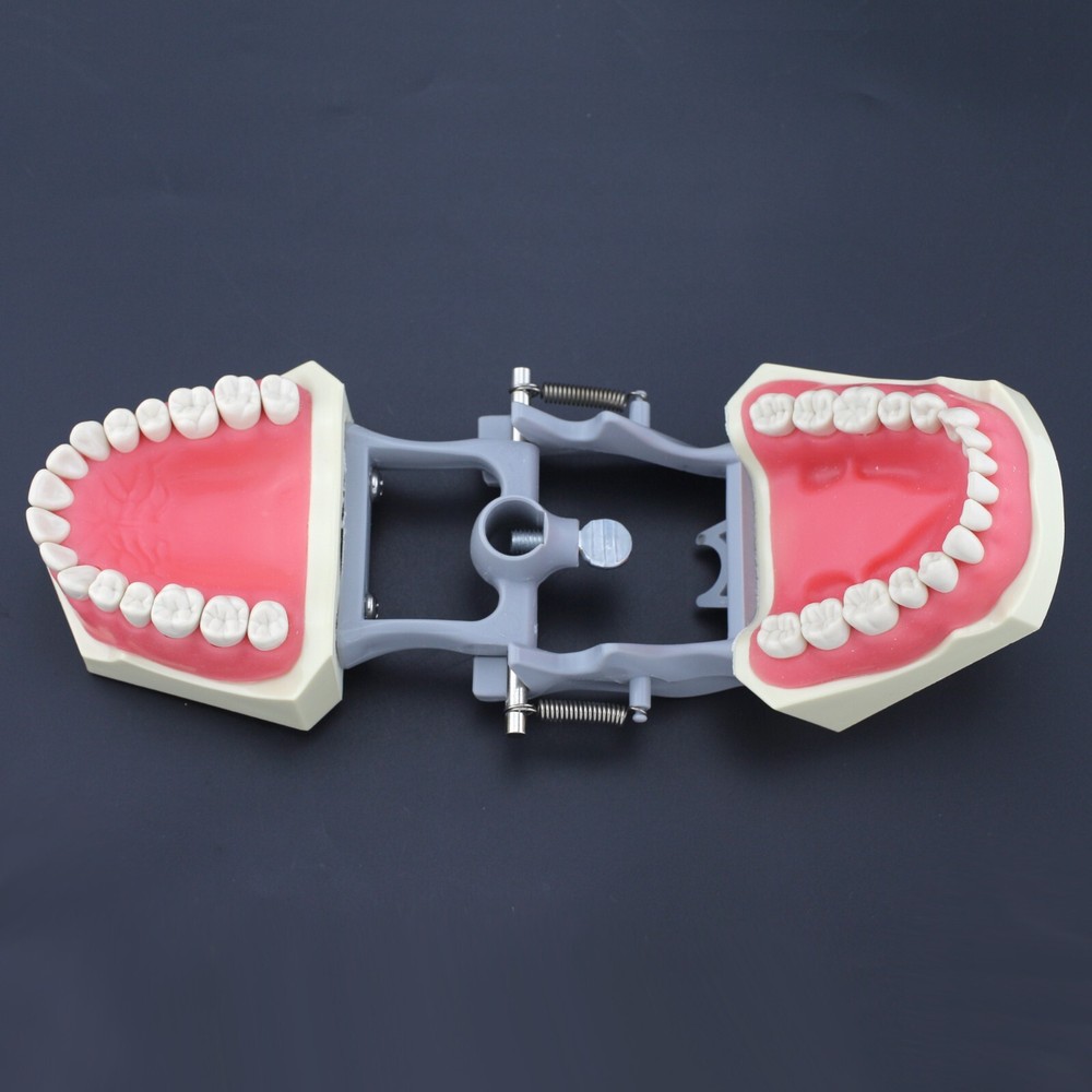 Dental Typodont Model 32pcs Teeth Removable Mounting Pole Columbia Dentoform #36