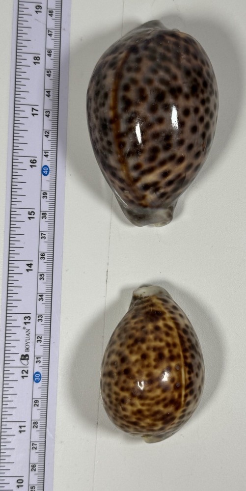Conchiglia - Shell : cypraea Shells 2 Lot