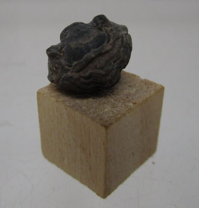 * Awesome Tiny Baby Phacops Pac Man Enrolled Devonian Morocco