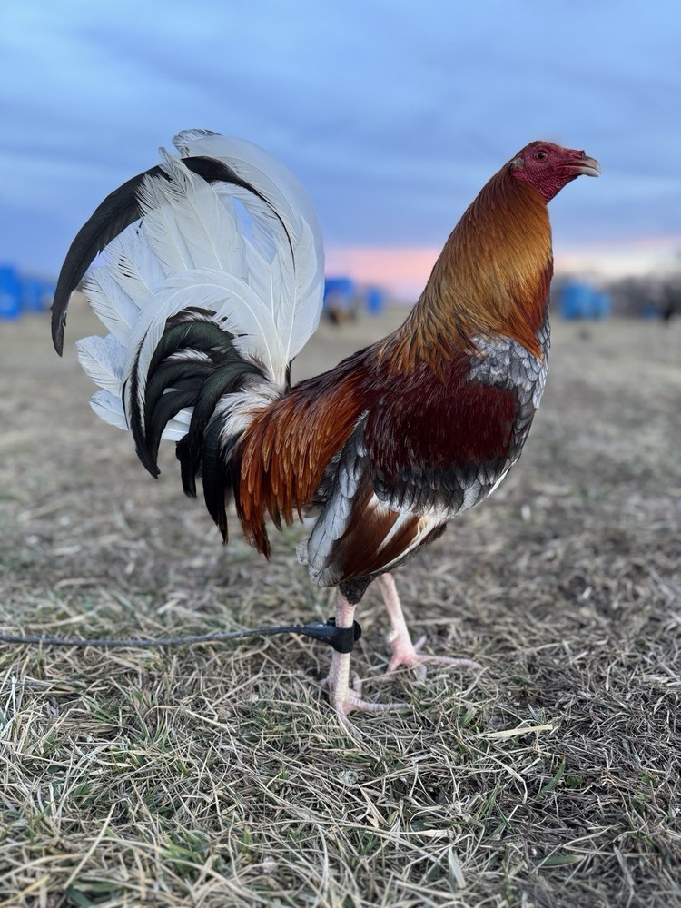 12+ Chicken Hatching Eggs