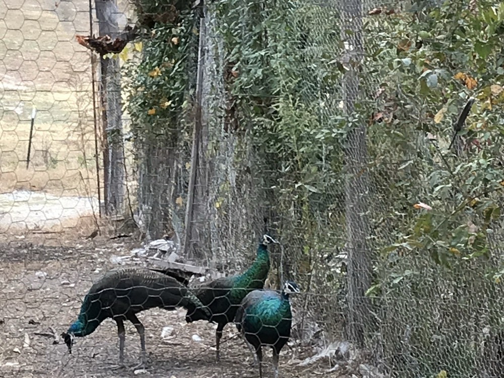 3 Java Green Purple Spaulding hatching eggs.