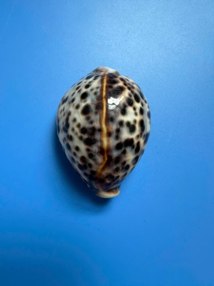 65mm | Cypraea Tigris |F+++GEM  | Tiny & Nice Beautiful shell