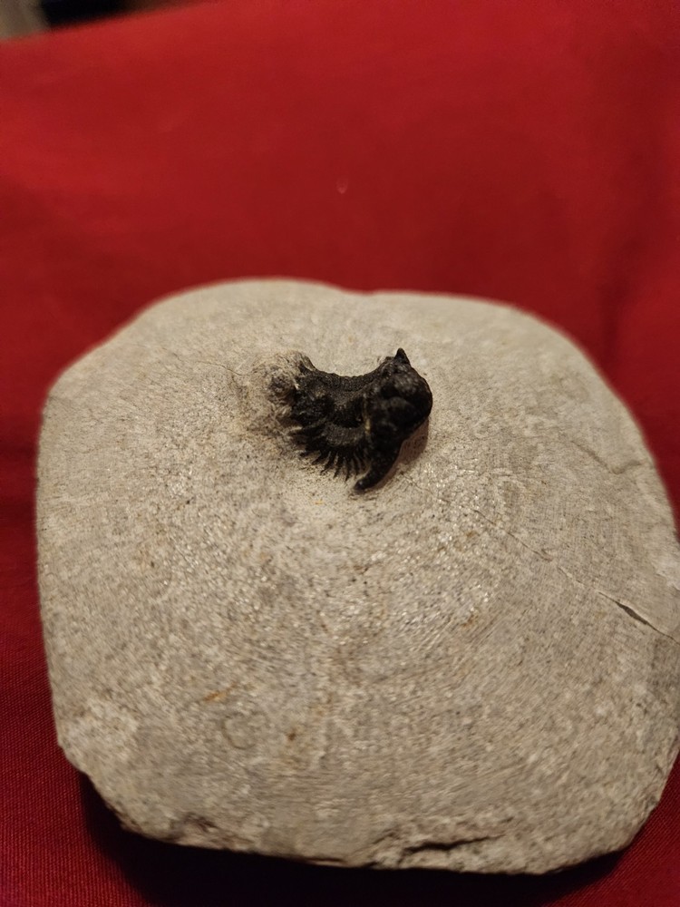 Lobopyge, Lichid, Acanthopyge Bassei, Trilobite Fossil, Lower Devonian.