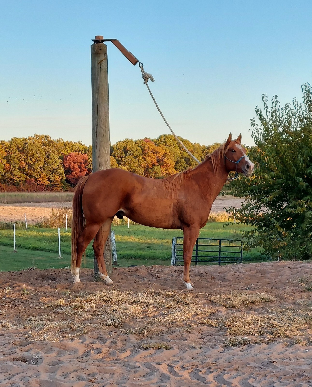 Patient Horse Rotating Pole Tie Out