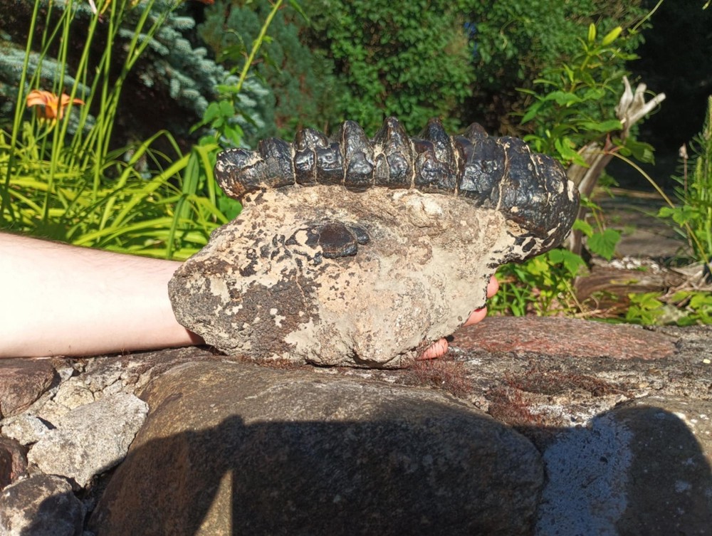 Stegodon's tooth and lower jaw fossil