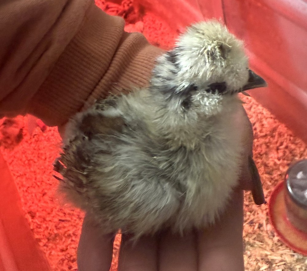 PURE Silkie Hatching Eggs (6)