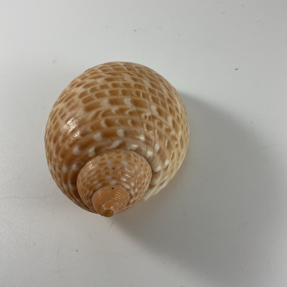Tonna perdix Pacific Partridge Tun 82mm shell