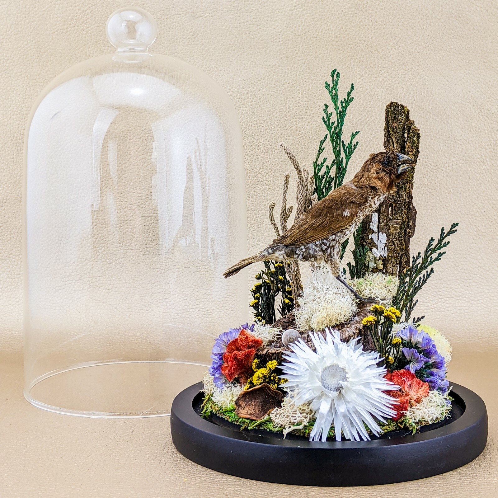 x25a Taxidermy oddities curiosities Spice Finch Bird Glass Dome Display decor