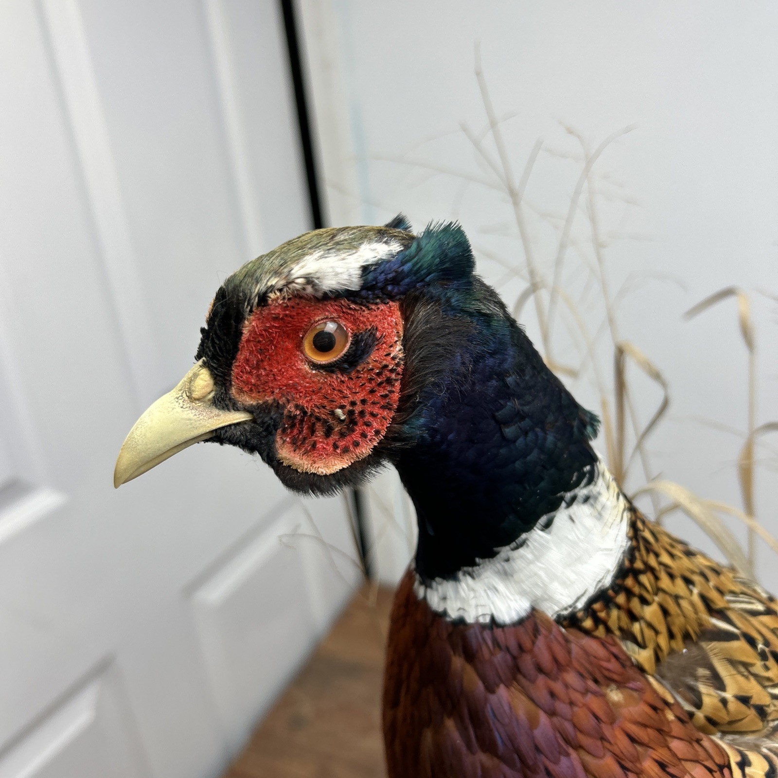 Ringneck Rooster Pheasant Taxidermy Standing Mount Habitat Base Foliage Wood