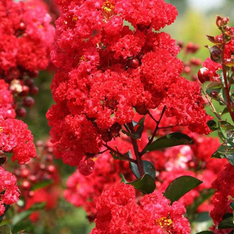 3 Red Crape Myrtle 12-18" Tall Starter Shrub Bare Root