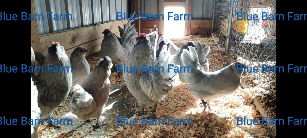 8 Asstd Bantam Hatching Eggs Mille Fleur d'Uccles, Self-Blue, Porcelain d'Anvers