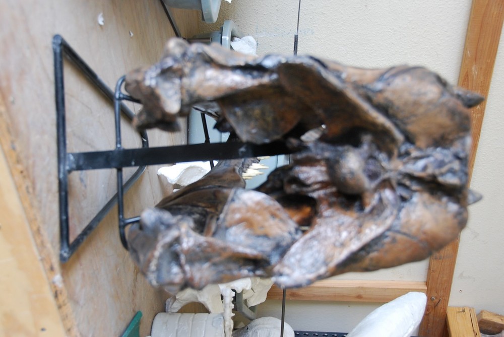 ALLOSAURUS FRAGILIS SKULL REPLICA