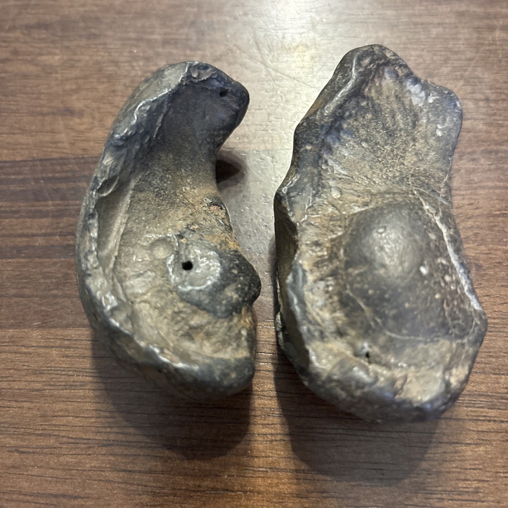 (2) 3 Inch Fossilized Whale Ear Bones
