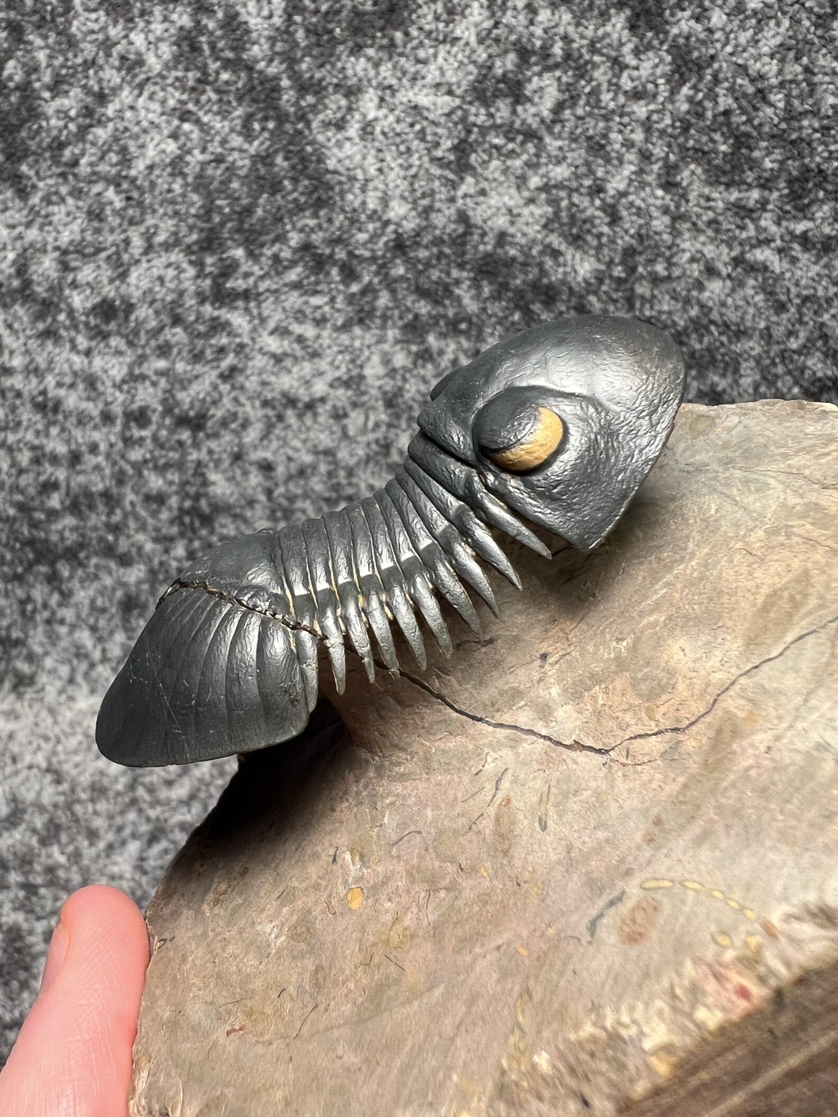 Paralejurus Trilobite Fossil – Flying Preparation with Rare Yellow Eyes