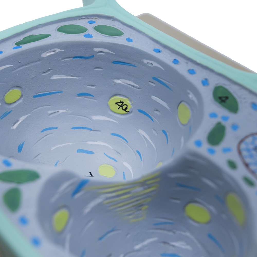 Eisco Labs Plant Cell Model, Sectional - Mounted on Base - 13" x 9"