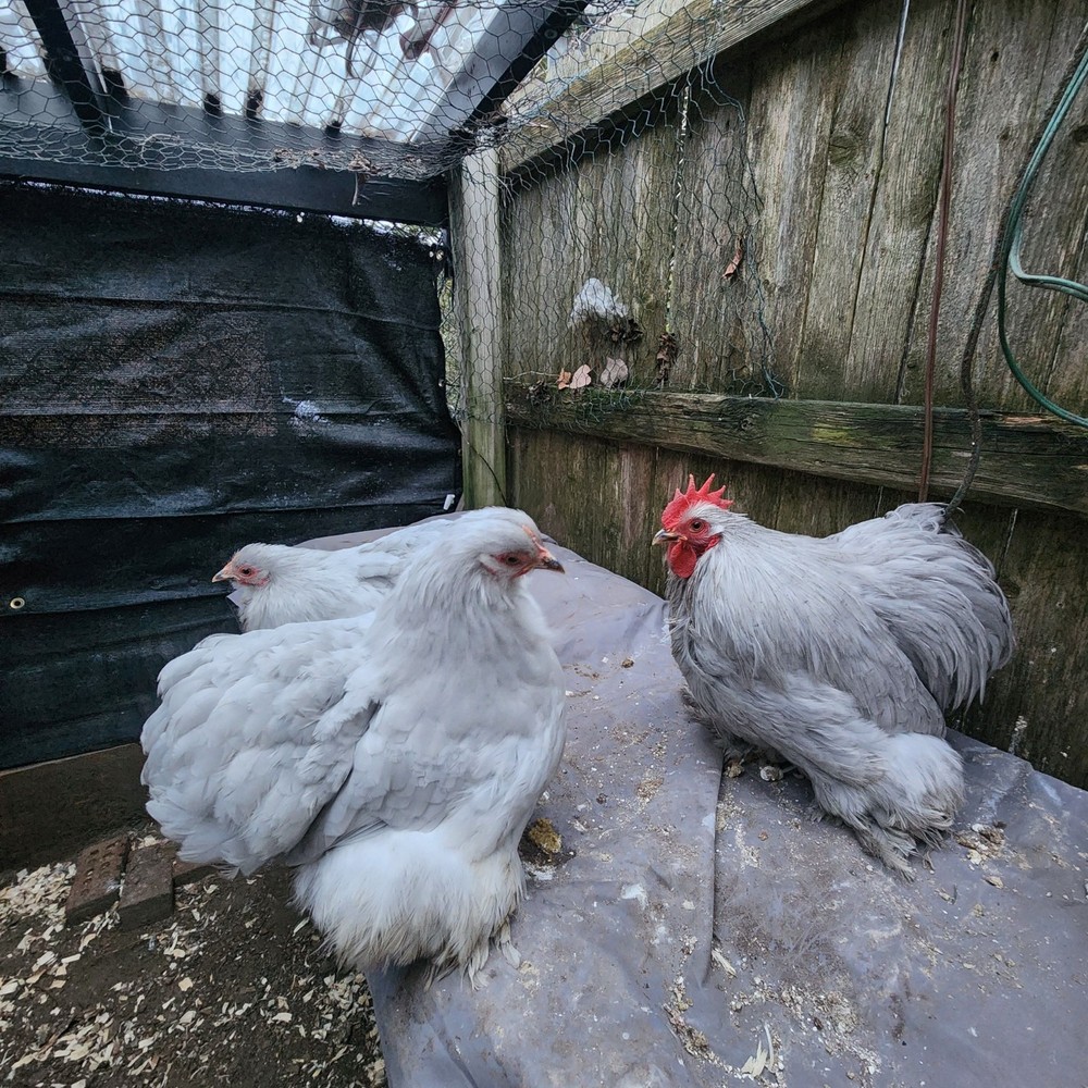 6+ Lavender (Self Blue) Bantam Cochin Hatching Eggs