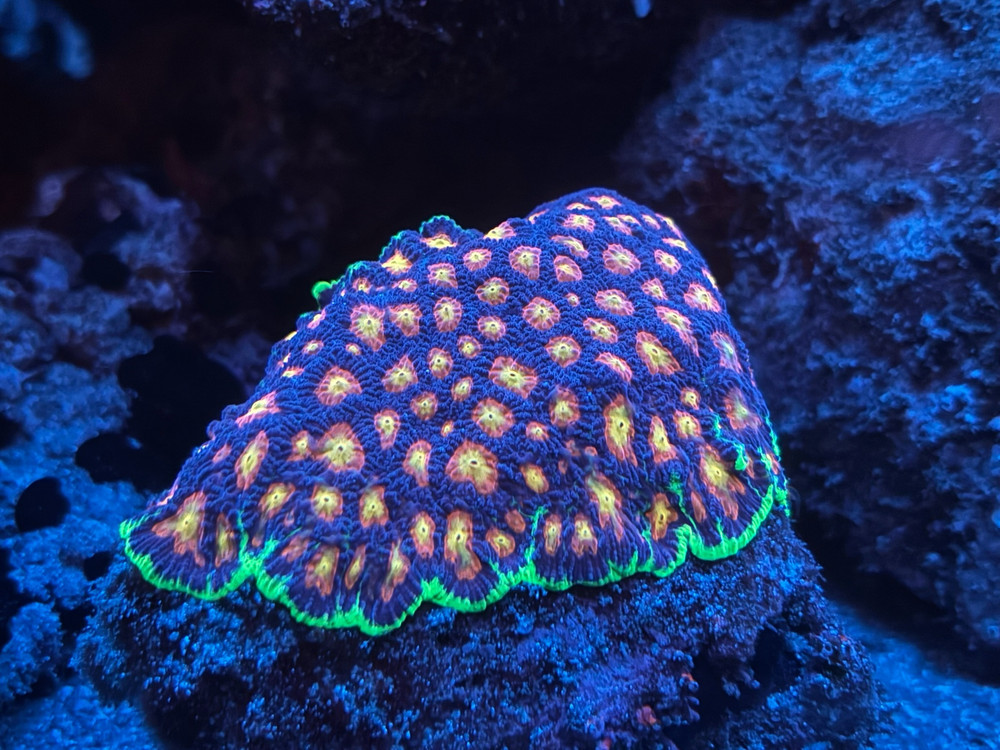 Vanadium 120 mL - Trace Element for Saltwater Aquariums
