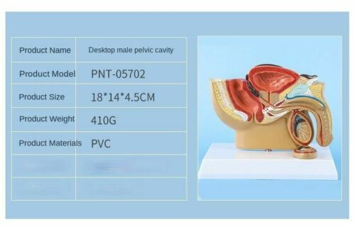 Male Pelvis Anatomy Model Testis Prostate Urinary System Teaching Educational