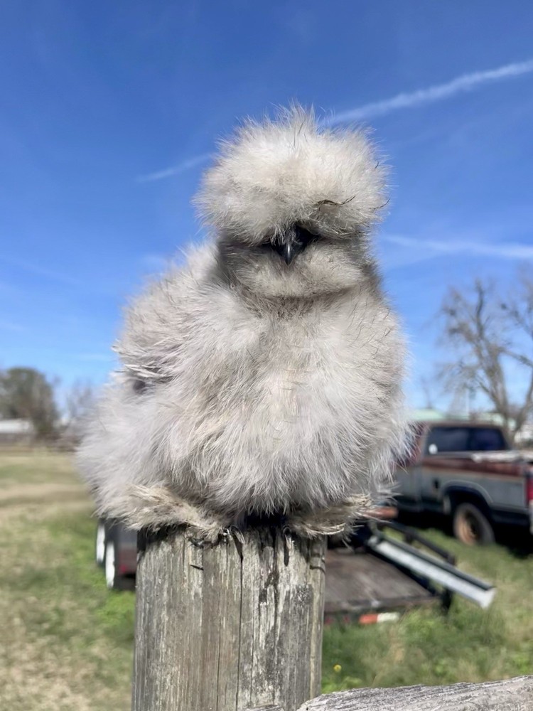 12 RARE Hens Choice Hatching Eggs NPIP