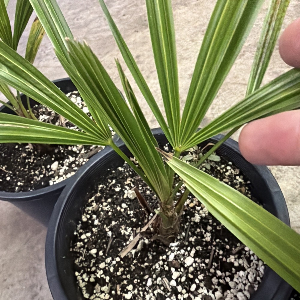 Windmill Palm 1 Gallon Pot 4 Pack