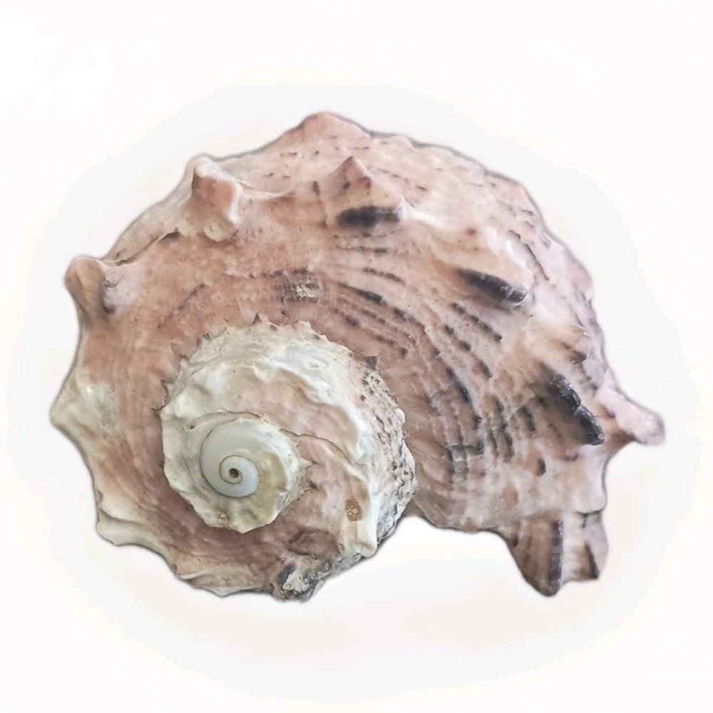 Natural Delphinula Seashell Shell